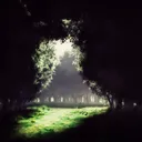 The Hidden Glade