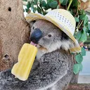 the koala wizard emporium