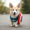 Corgi Party
