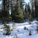 Sea of Trees