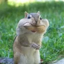 squirrel_squad