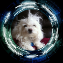 RexDog Mindset Trading System icon