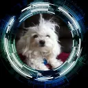 RexDog Mindset Trading System