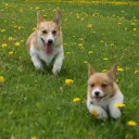 The Dog Park