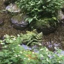 リグマ