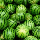 United Melons of America