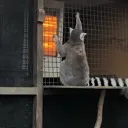 もんはん