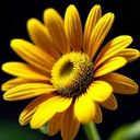 FlowerDao