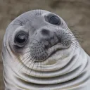 The Seal Colony