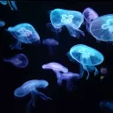 Jellies