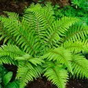 Fern Valley