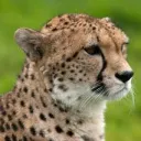 TheCheetahClub