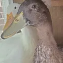 Duck Town