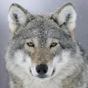 Wolf Signals - Crypto Investment Group