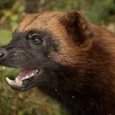 The Wolverine's Den