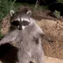 The Gentle Raccoon