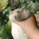 rat