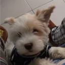 Seguidores de la Maleta