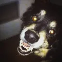 Lil MadDog