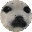 Foczki Sakebubu