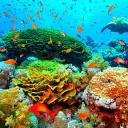 Turtle’s Secluded Reef