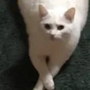 Little Caesars's icon