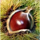 🌰 Nuts Fellah 🌰