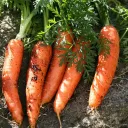 Carrot Empire