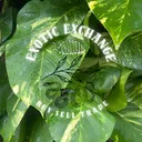 Exotic Exchange