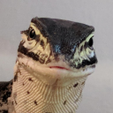 Exotic Pets