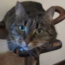 Aki's Katzencafé