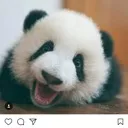 PandaaAddict