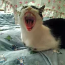 All About The Meow