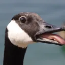 Grabbed Geese