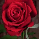 The Rose Garden
