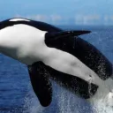 upmewhale