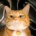 Cat lovers