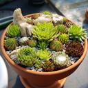 Succulents Discord Server Icon