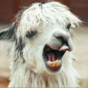 The Drama Llamas