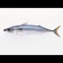 鯖サバ