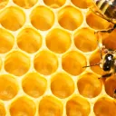 The Beehive
