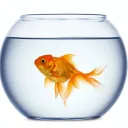 The Fish Bowl