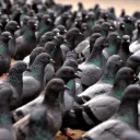 Flock Of Birds