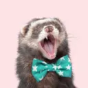 Ferret Co.