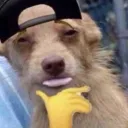 big dogg status