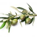 olive's oil cellar Discord Server Icon