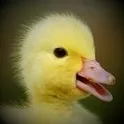 duck pond