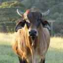 BoiSelvagem