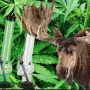 THE  MOOSE WEED SHACK