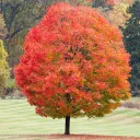 Maple server